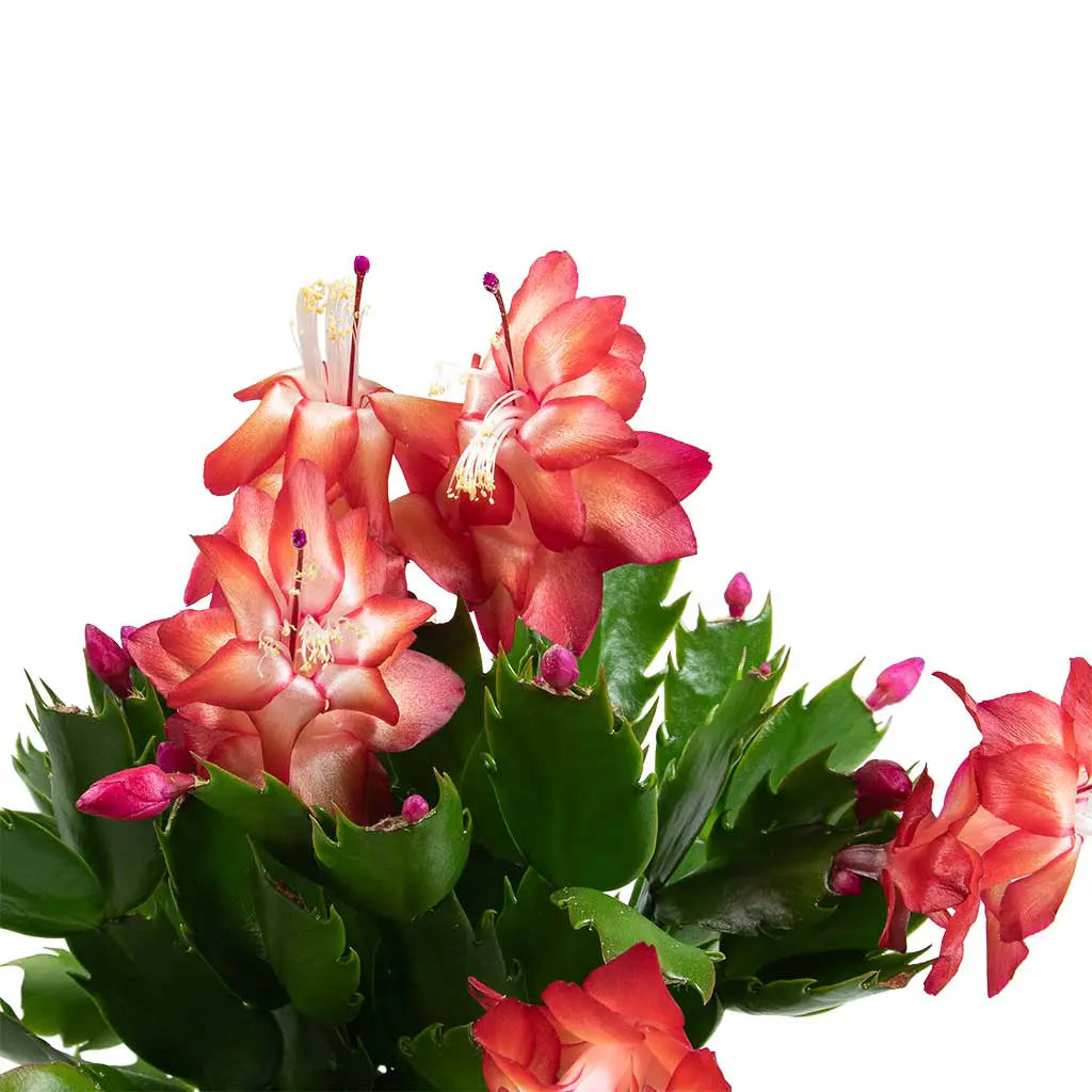 Schlumbergera  - Christmas Cactus