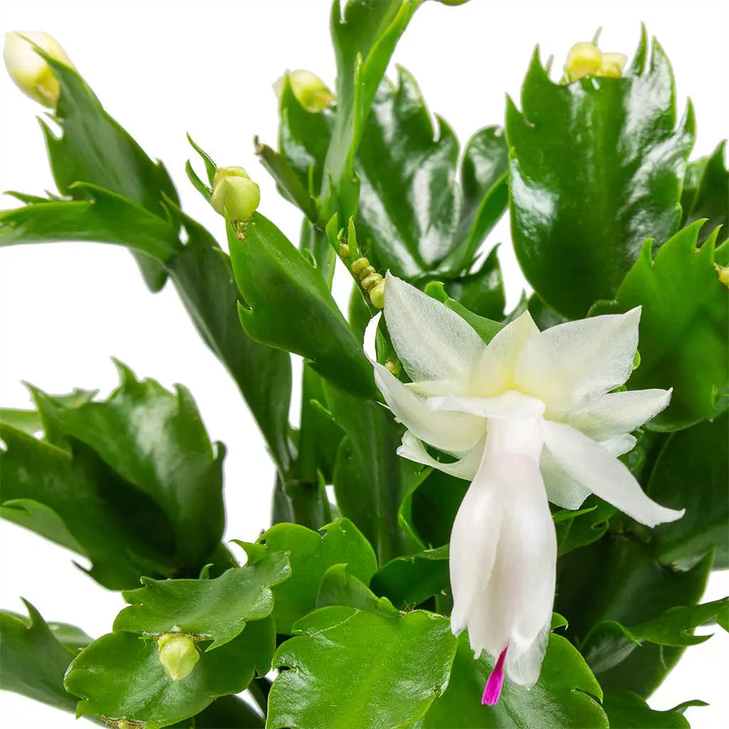Schlumbergera  - Christmas Cactus