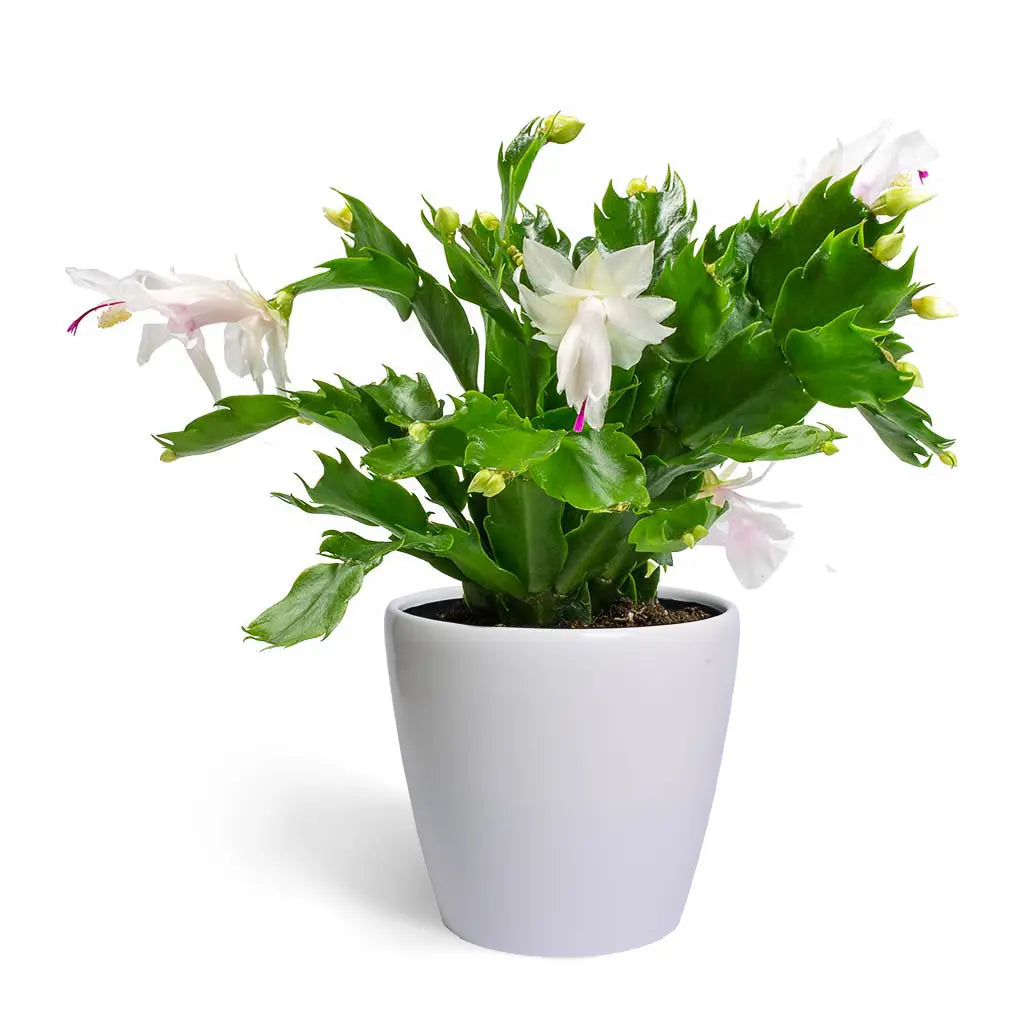 Schlumbergera  - Christmas Cactus