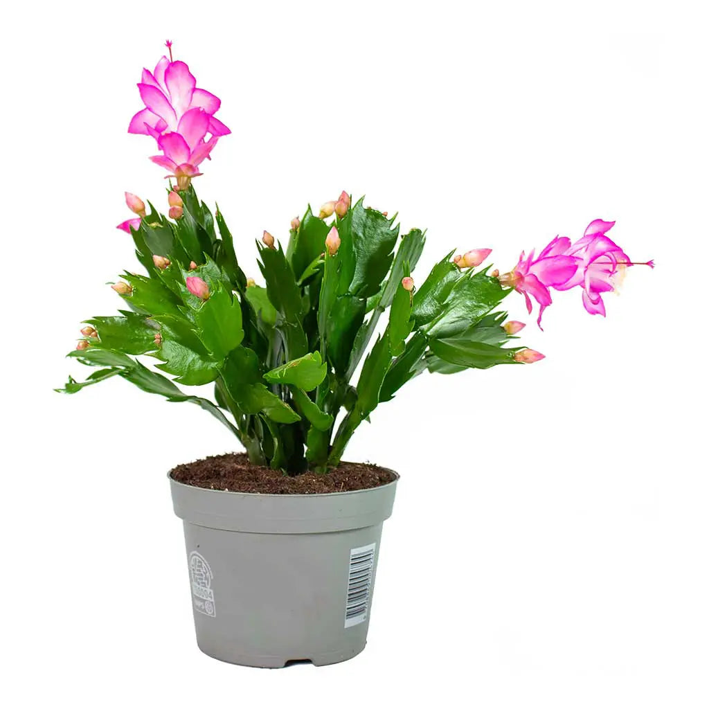 Schlumbergera  - Christmas Cactus