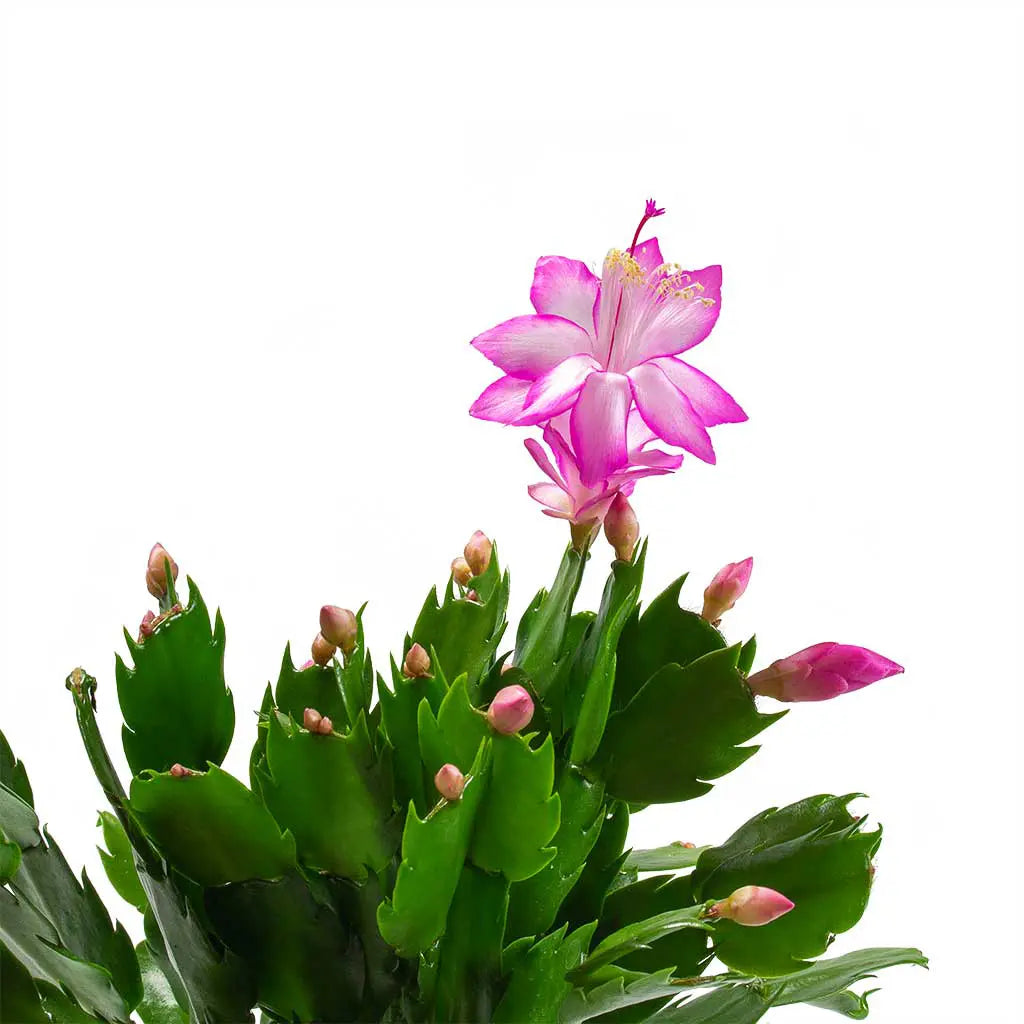 Schlumbergera  - Christmas Cactus