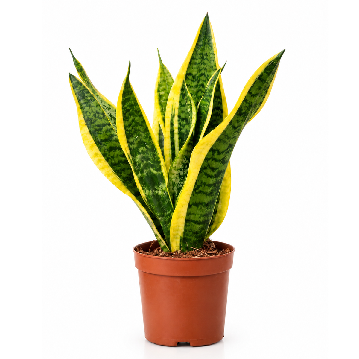 Sansevieria Laurentii  - Mother-In-Law's Tongue - Snake plant