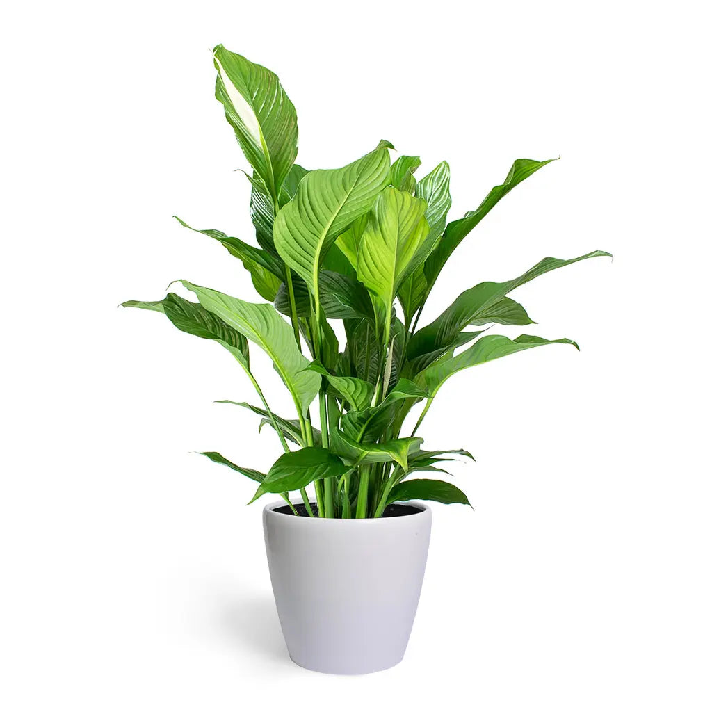 Spathiphyllum lilly  -Peace Lily