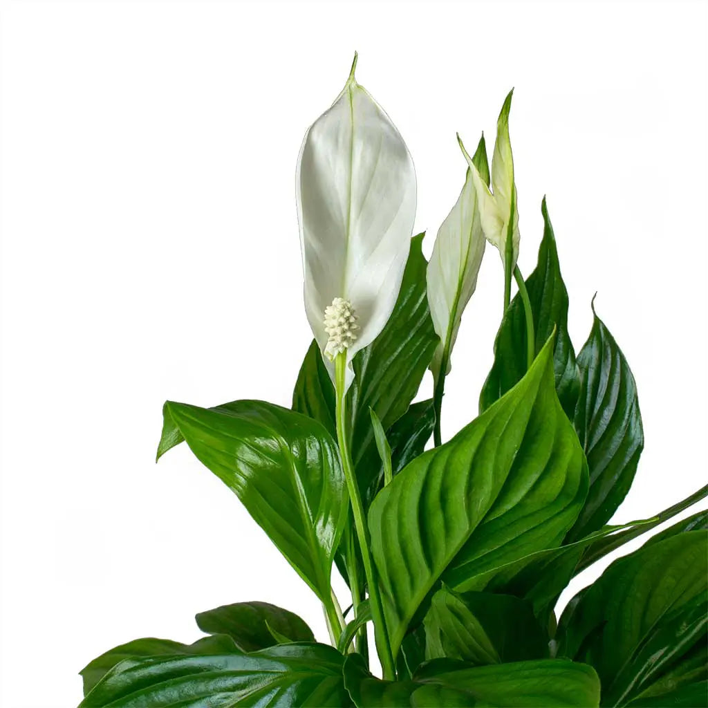 Spathiphyllum lilly  -Peace Lily