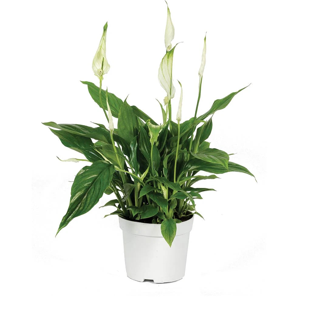 Spathiphyllum lilly  -Peace Lily