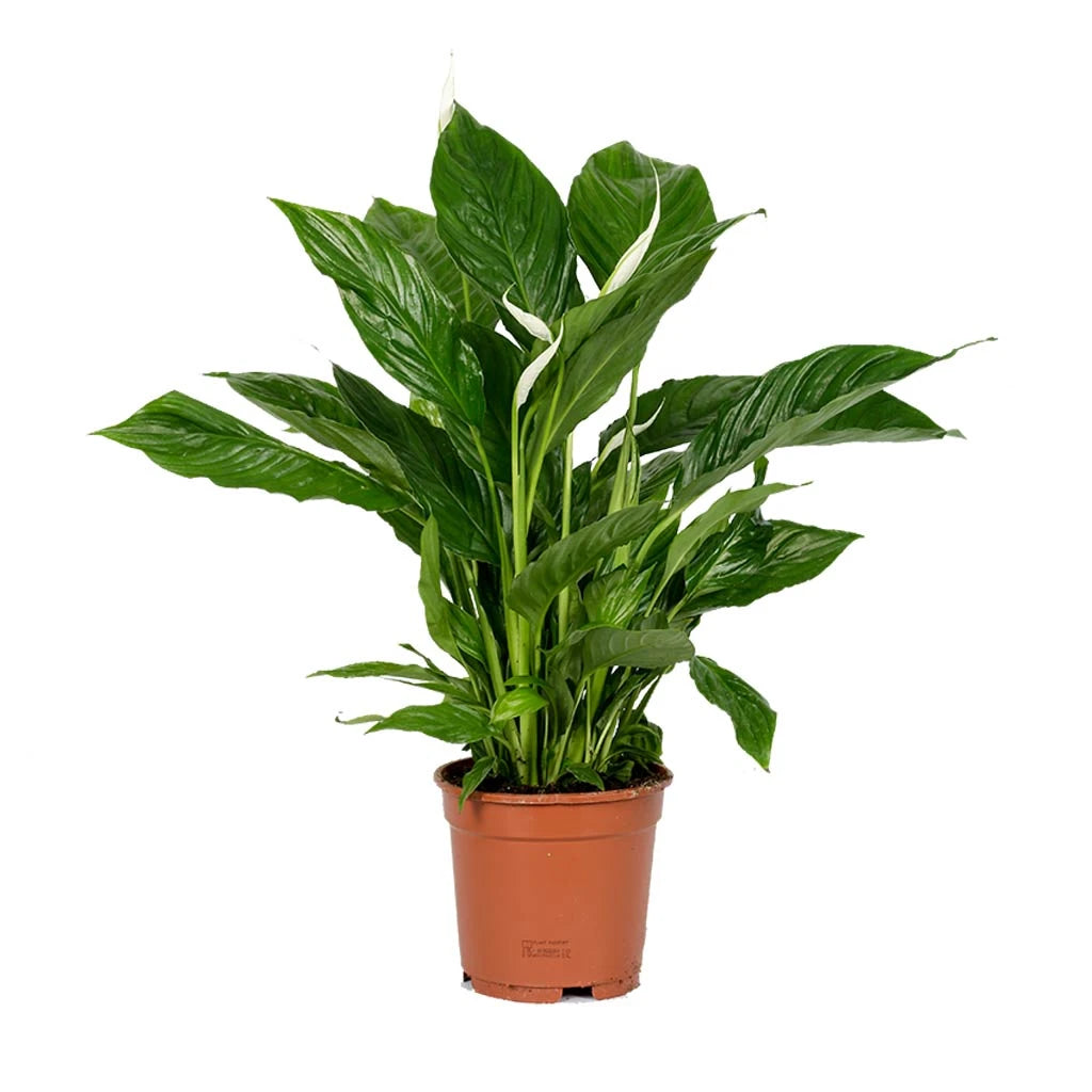 ikea peace lily Spathiphyllum lilly -Peace Lily