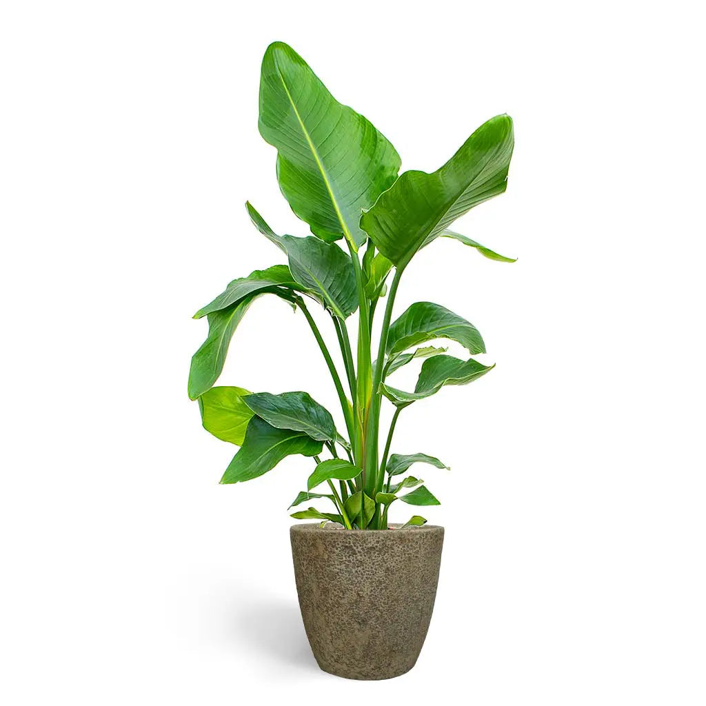 Strelitzia Nicolai - White Bird-of-paradise