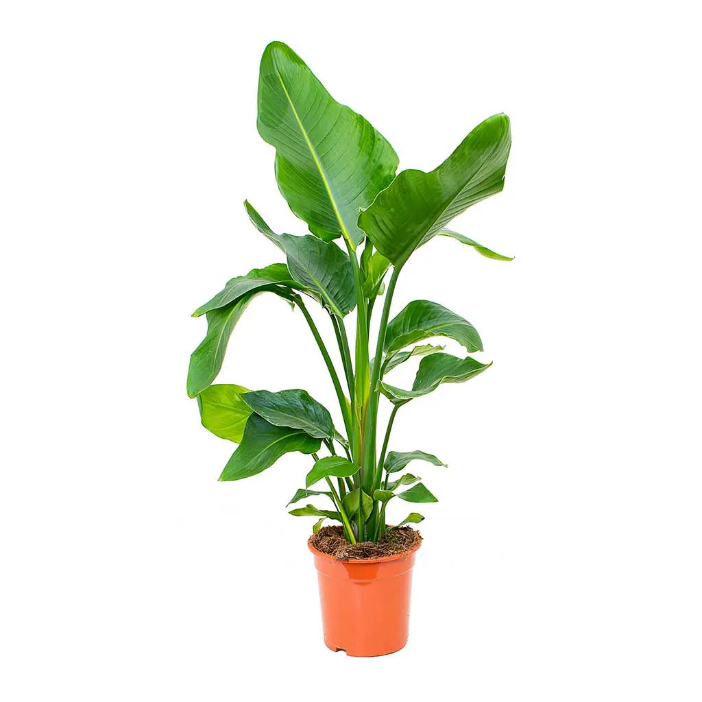 is strelitzia nicolai an indoor plant Strelitzia Nicolai - White Bird-of-paradise