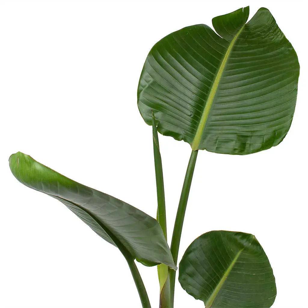 Strelitzia Nicolai - White Bird-of-paradise