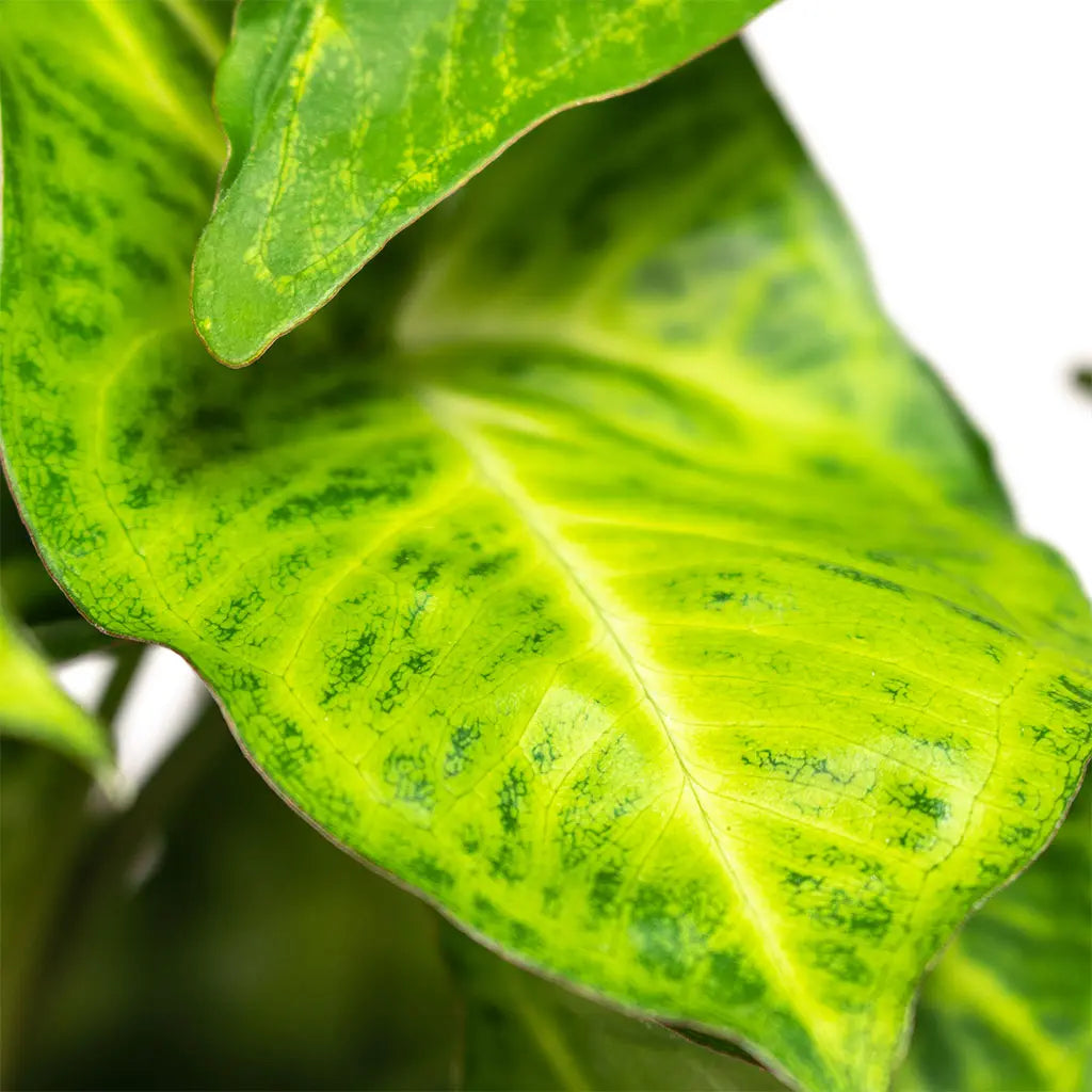 Syngonium Podophyllum - Arrowhead plant