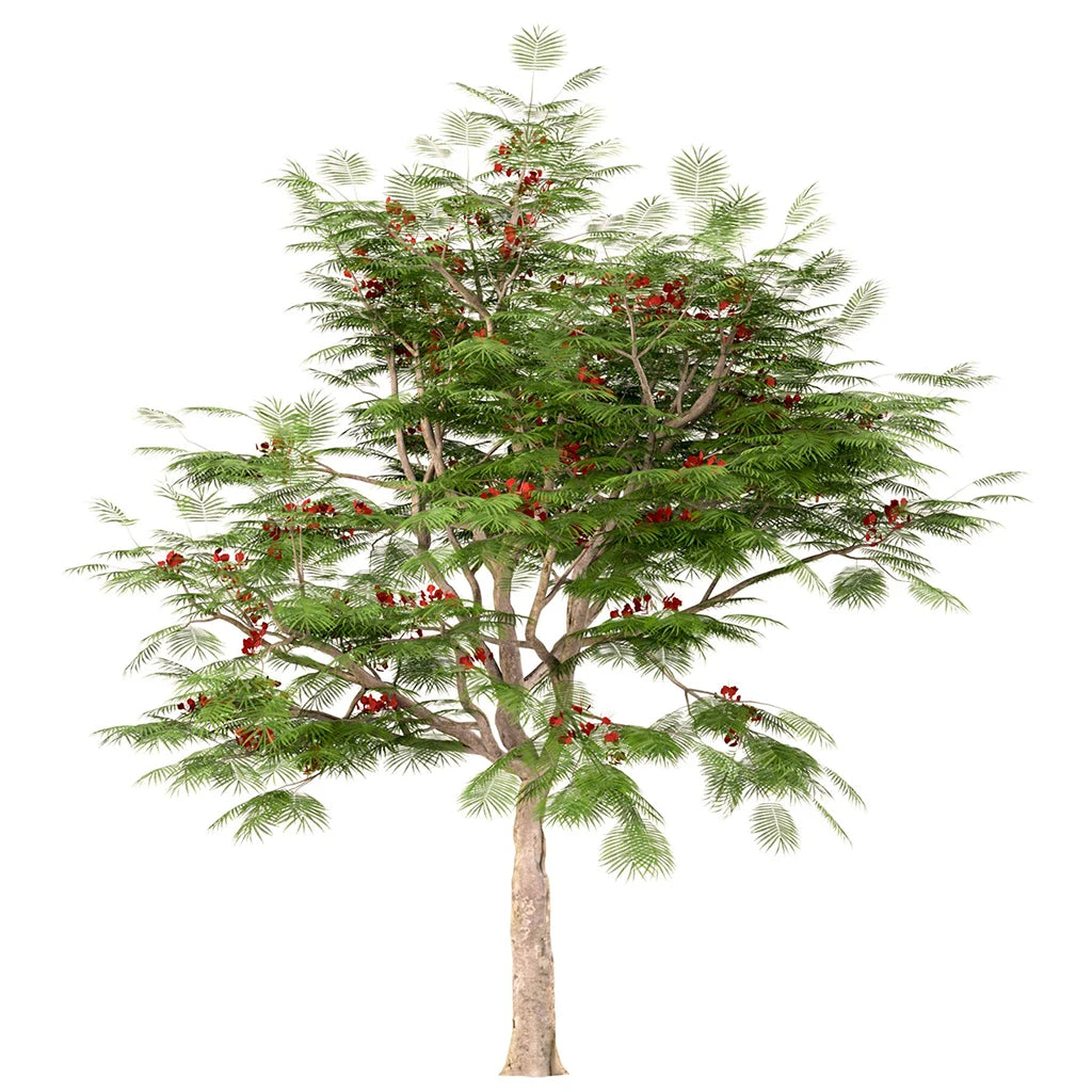 Delonix Regia- Royal Poinciana