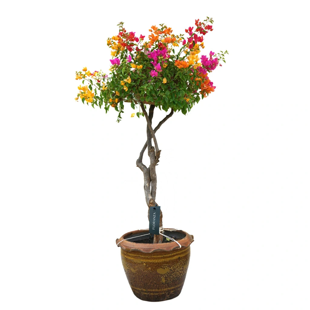 Bougainvillea umbrella in ceramic pot