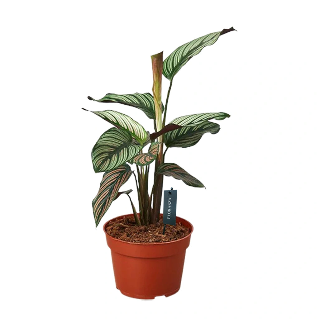 Calathea White Star - peacock plant