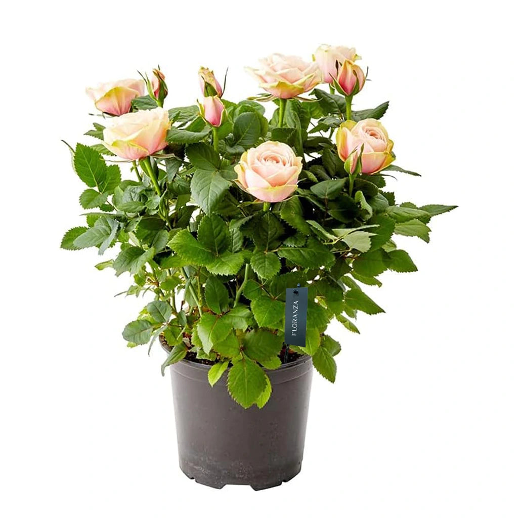 Holland Potted Rose (Assorted colour)