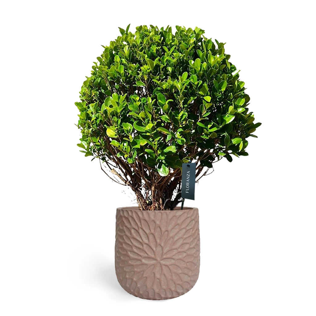 ficus panda bonsai tree Ficus microcarpa -Ficus Panda