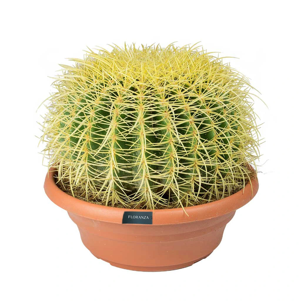 Ball Shaped Cactus Small