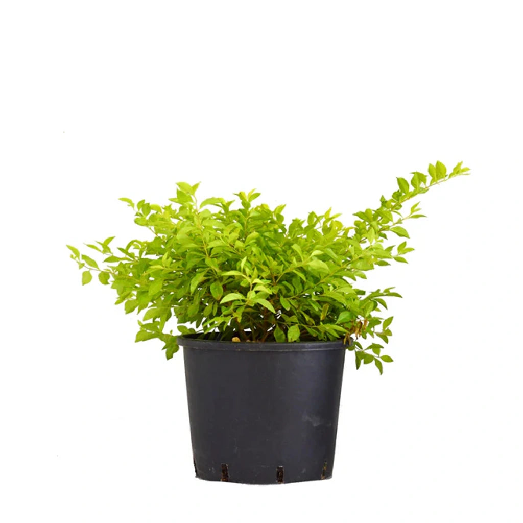 Duranta gold