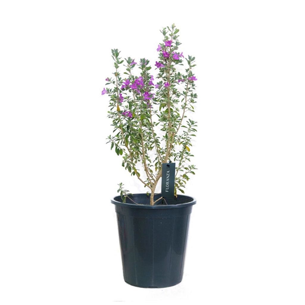 Leucophyllum- Texas Sage