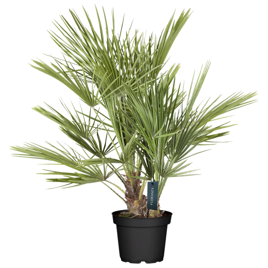 Palms