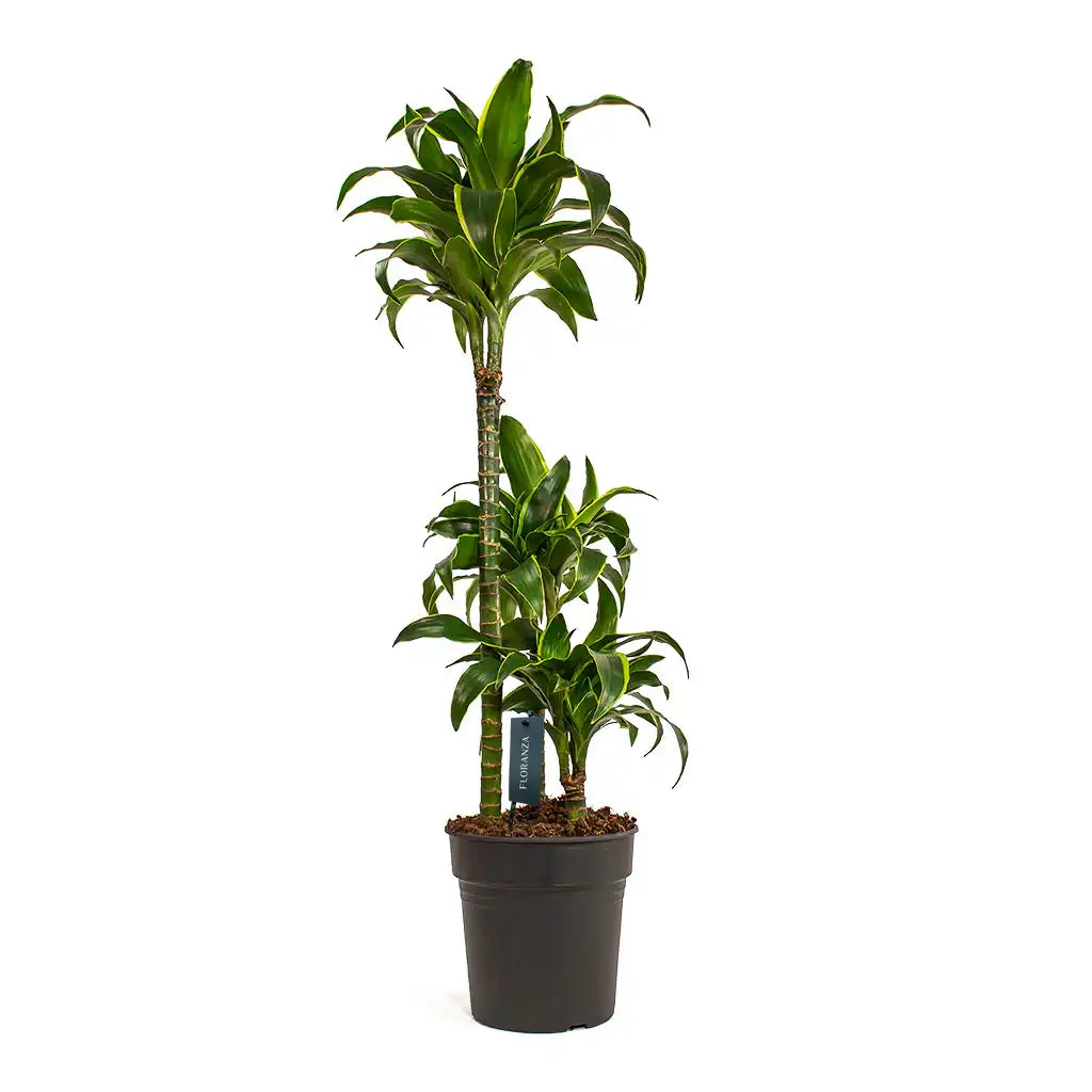 Dracaena Gold coast
