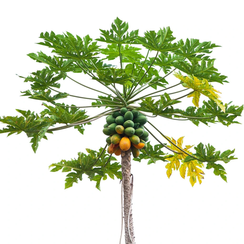 Carica papaya- Papaya