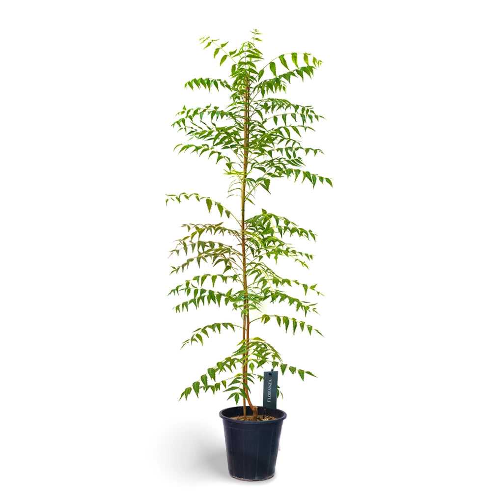 Azadirachta indica -Neem