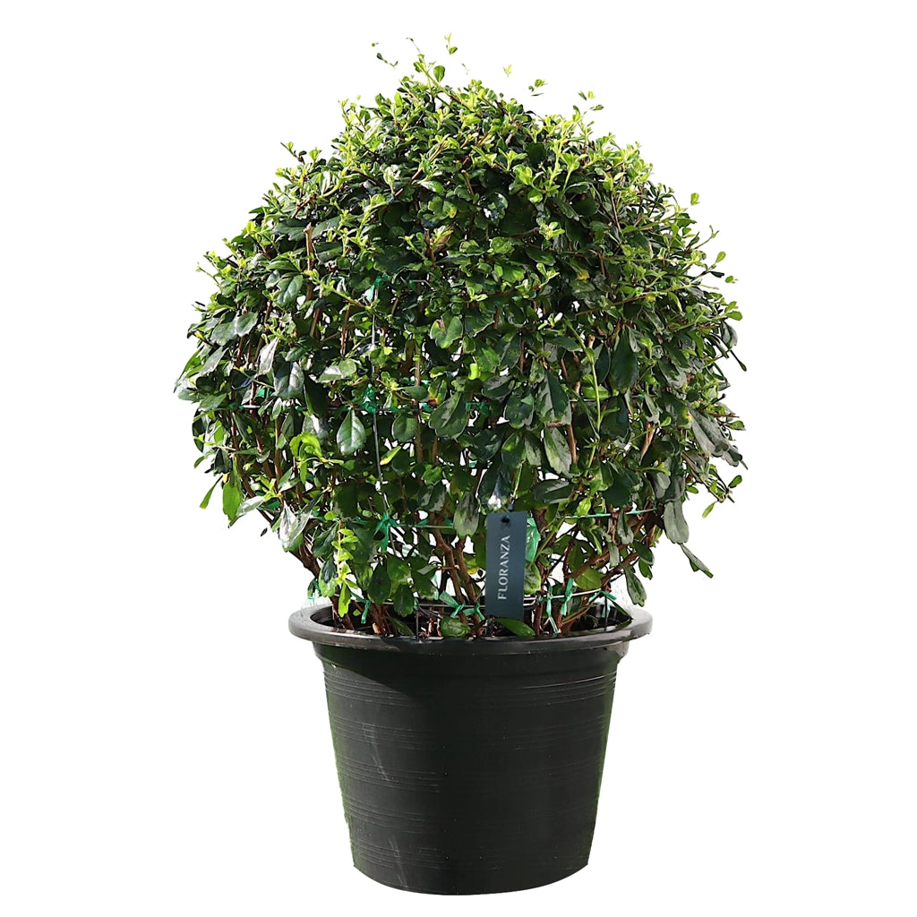 Ehretia microphylla- Fukien tea tree