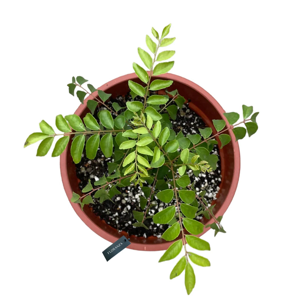 Curry leaves-Murraya koenigii