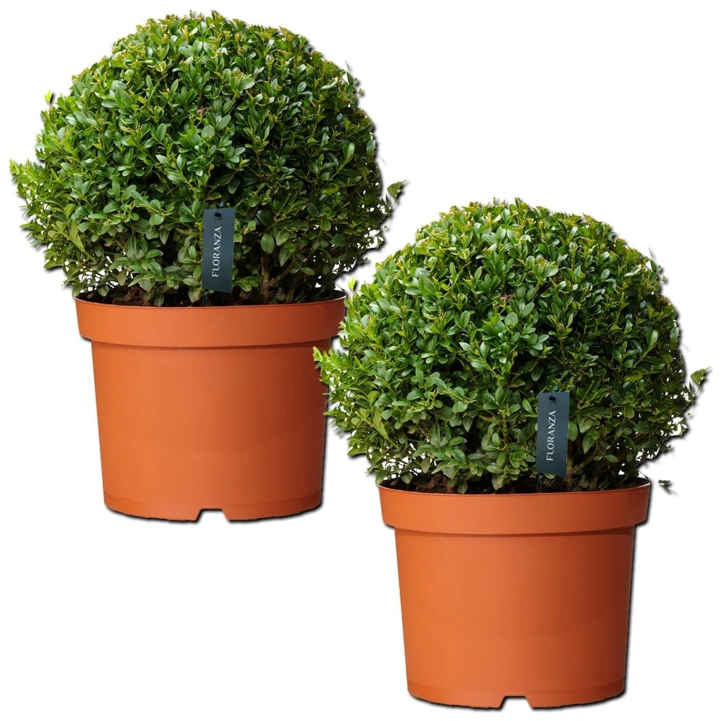 Buxus Sempervirens- Boxwood