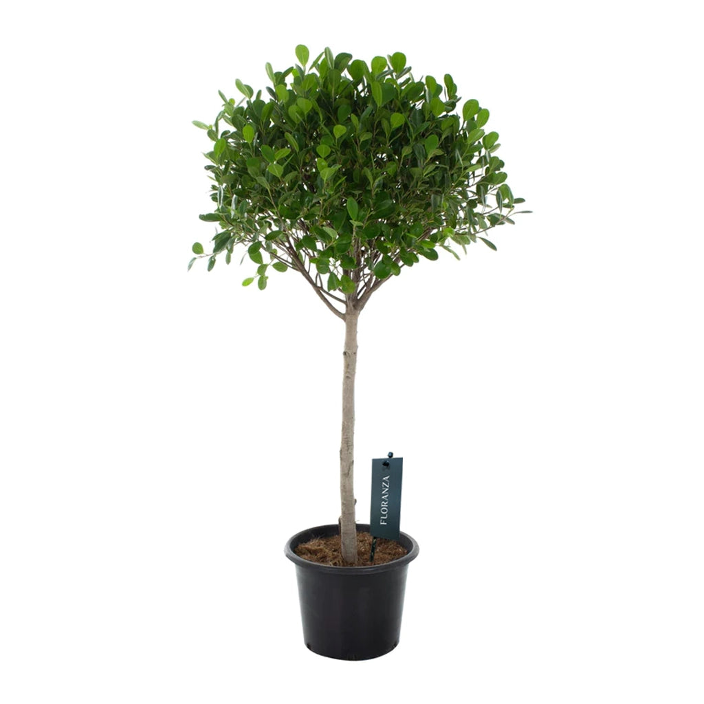 Ficus microcarpa- Ficus Panda Single Head