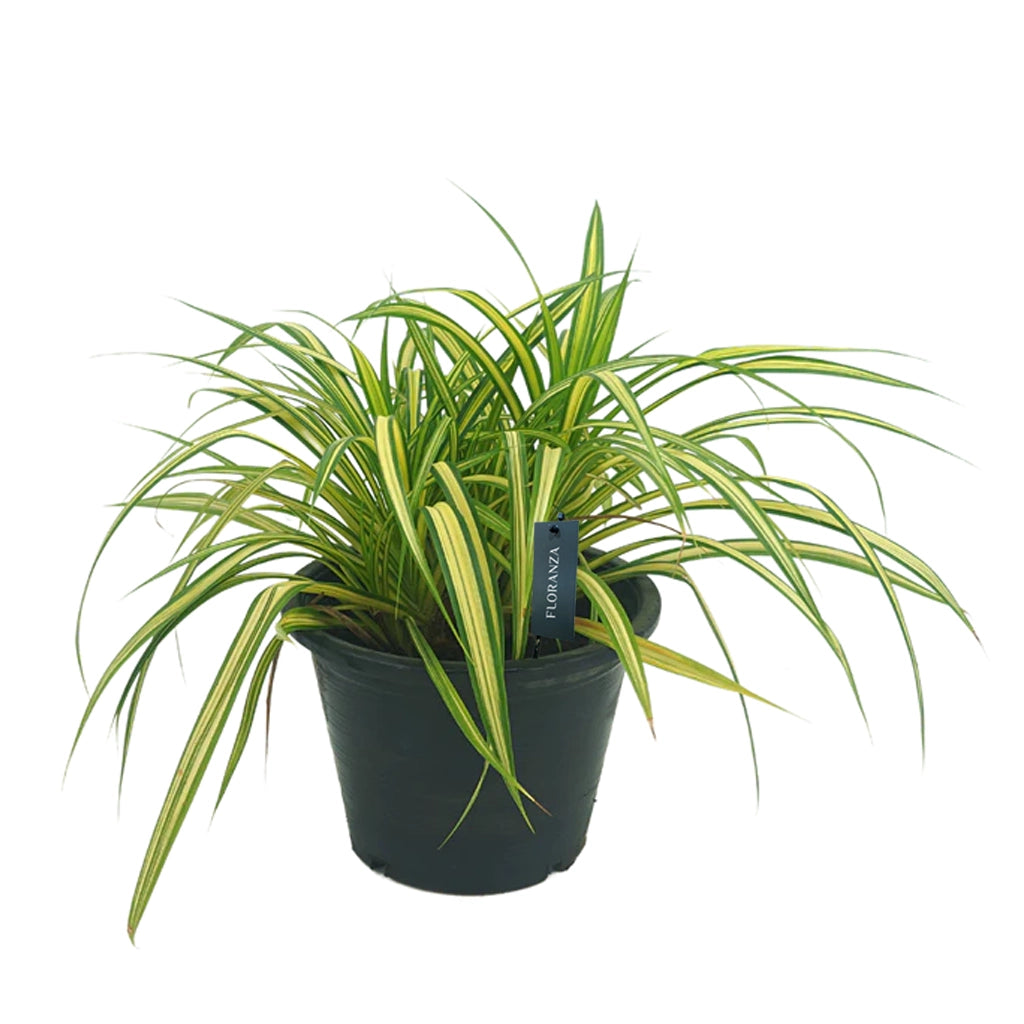 Pandanus