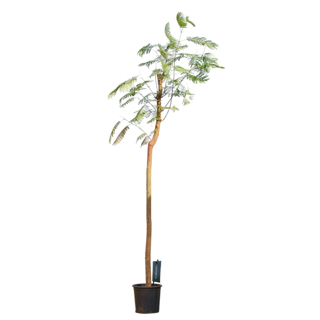 Delonix Regia- Royal Poinciana