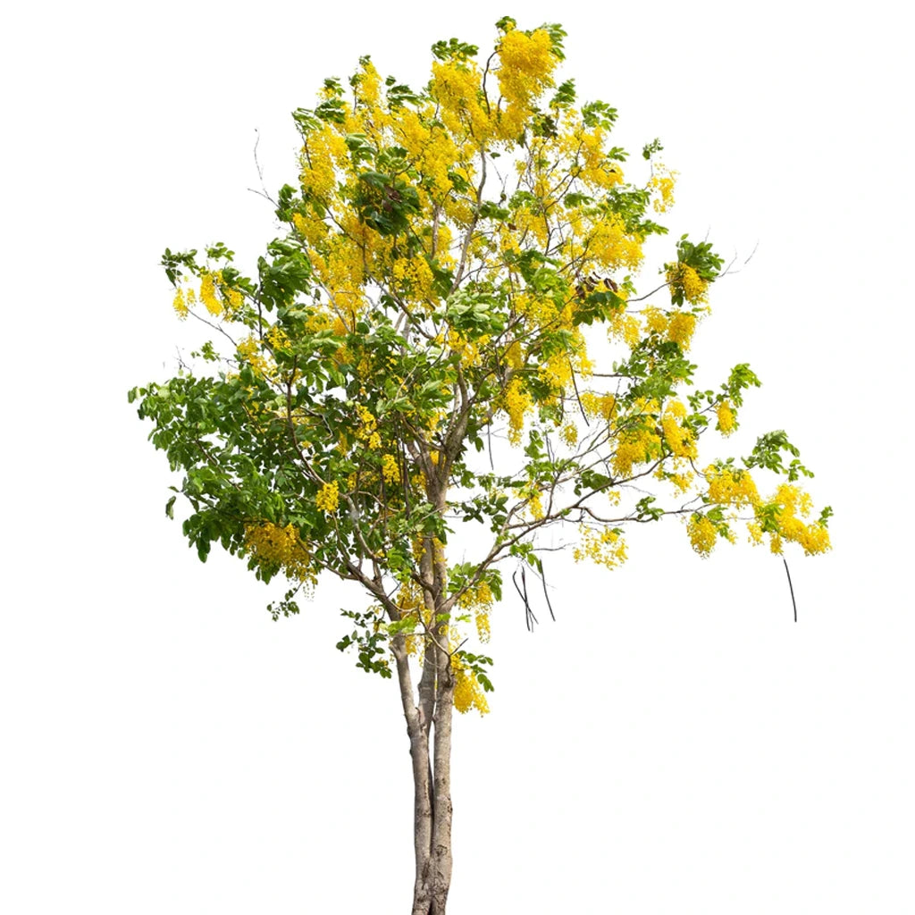 Cassia fistula- Golden shower tree.