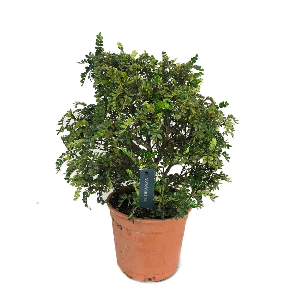 Zanthoxylum- Chinese Pepper or Japanese Pepper