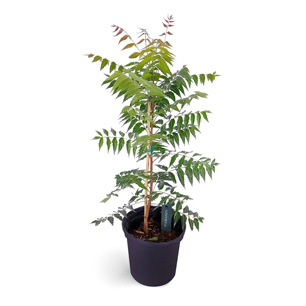 Azadirachta indica -Neem
