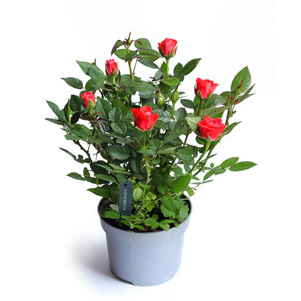 Holland Potted Rose (Assorted colour)