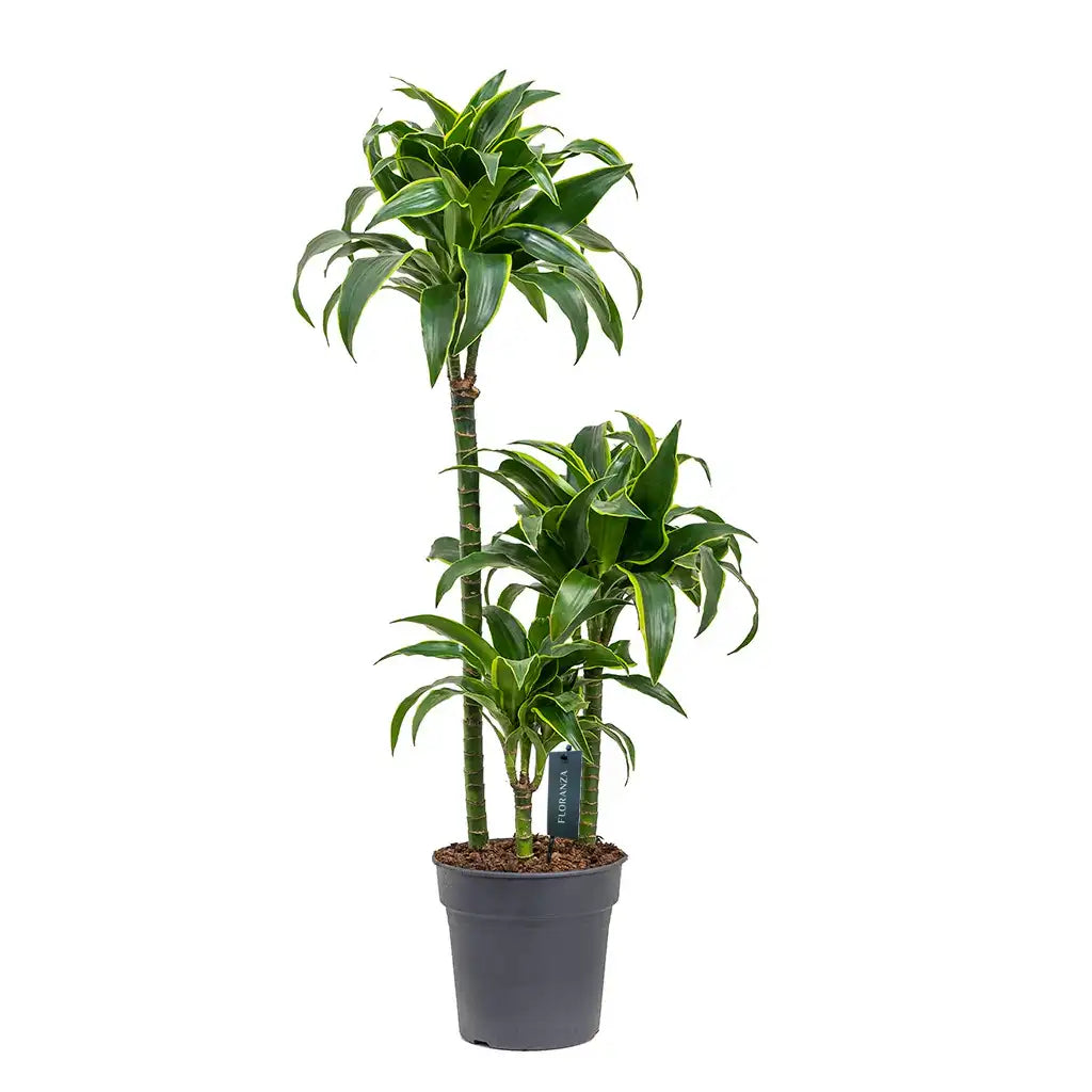 Dracaena Gold coast