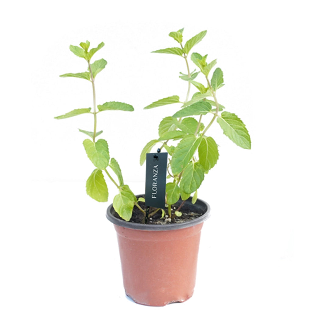 Mint small