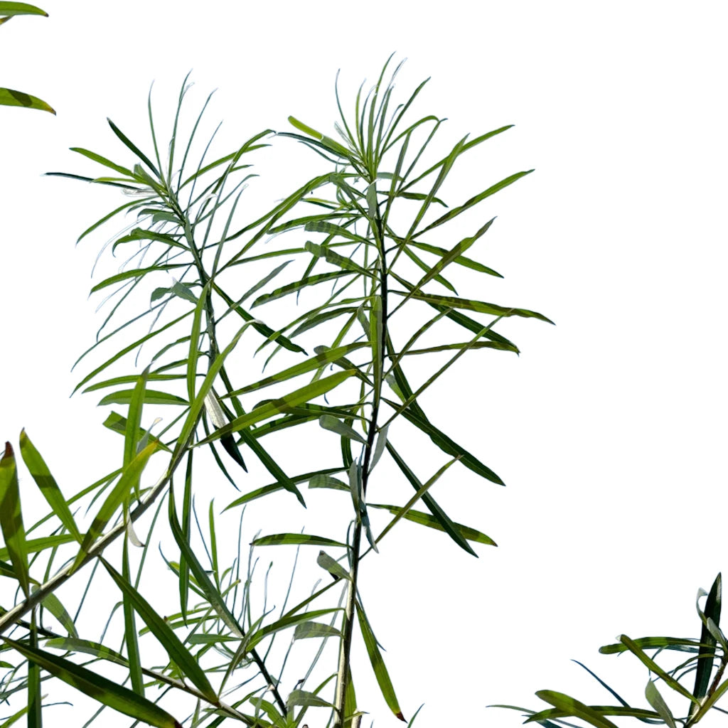 Thevetia Peruviana- Yellow Oleander