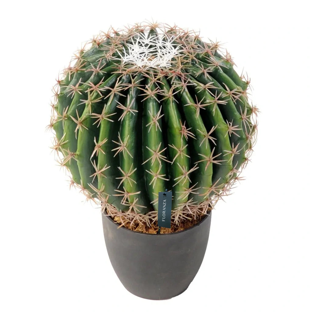 Ball Shaped Cactus Small