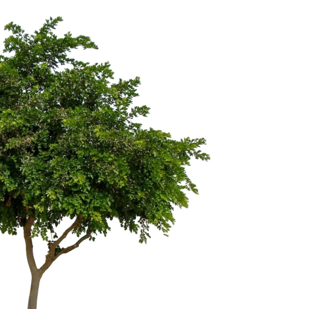 Pongamia Pinnata Individual Tree Pongamia Pinnata- Indian beech tree - FLORANZA INTERNATIONAL NURSERY