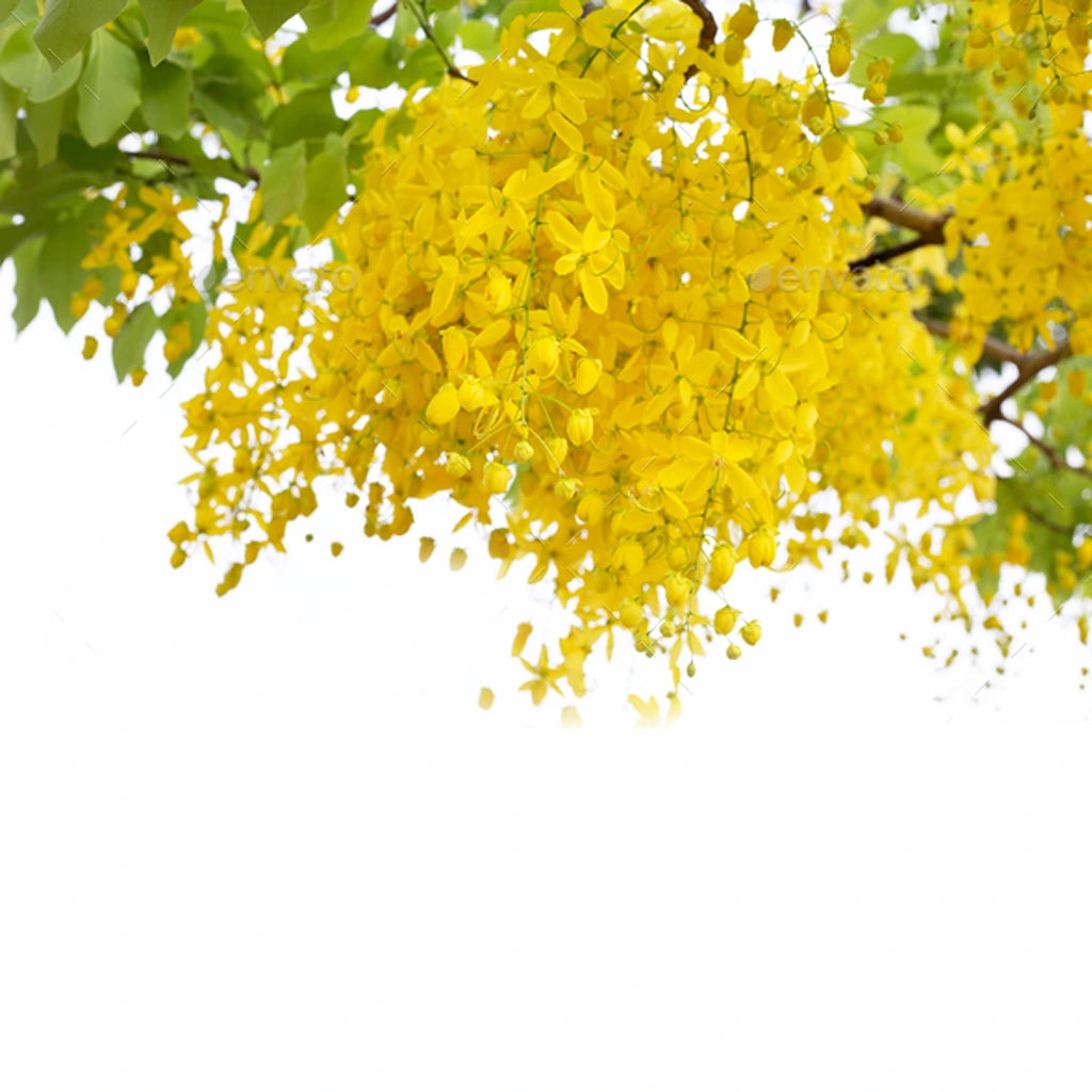 Cassia fistula- Golden shower tree.