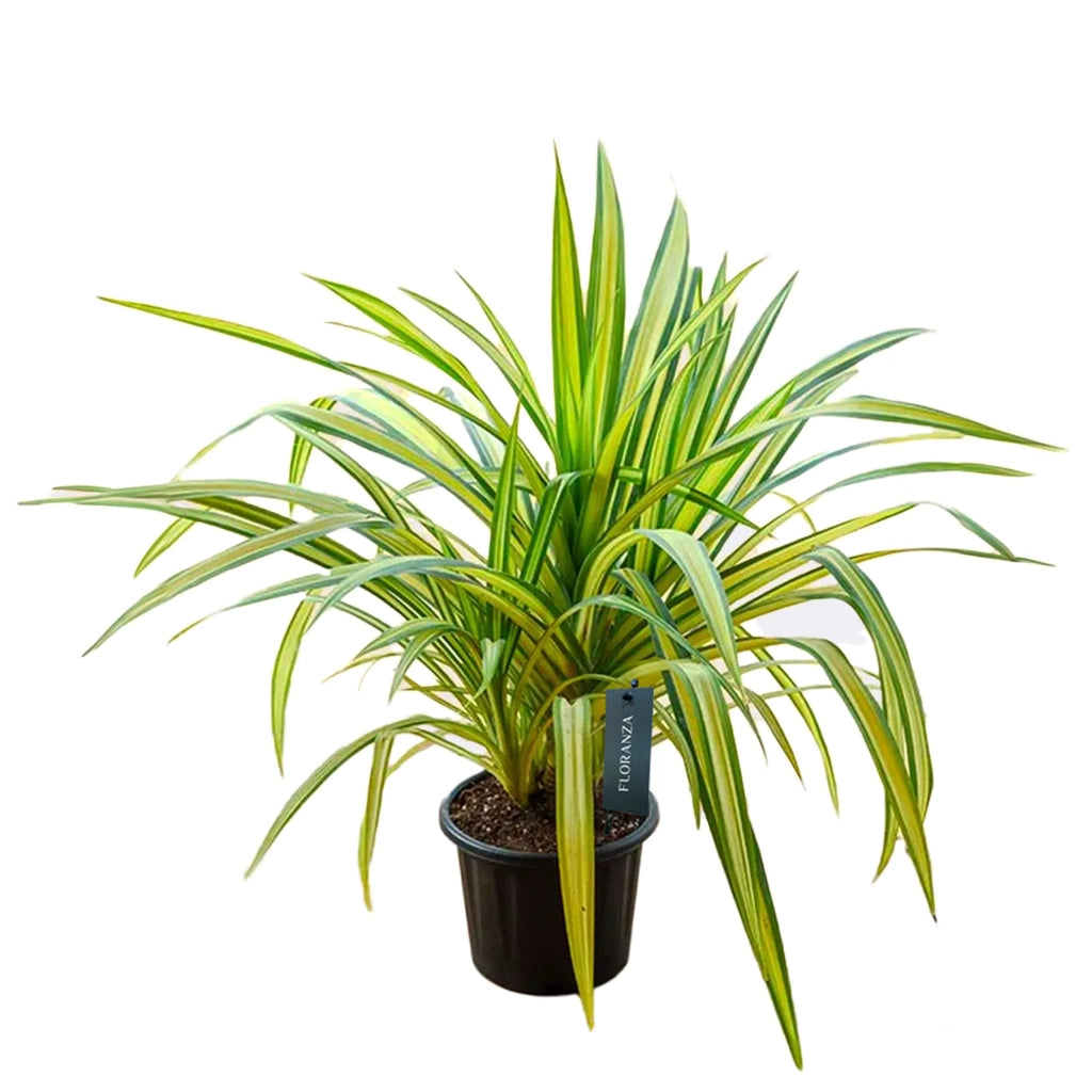 Pandanus