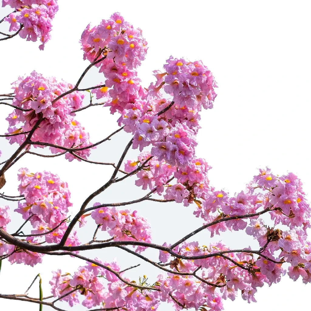 Tabebaia Rosa Tabebuia Rosea- Pink trumpet tree - FLORANZA INTERNATIONAL NURSERY