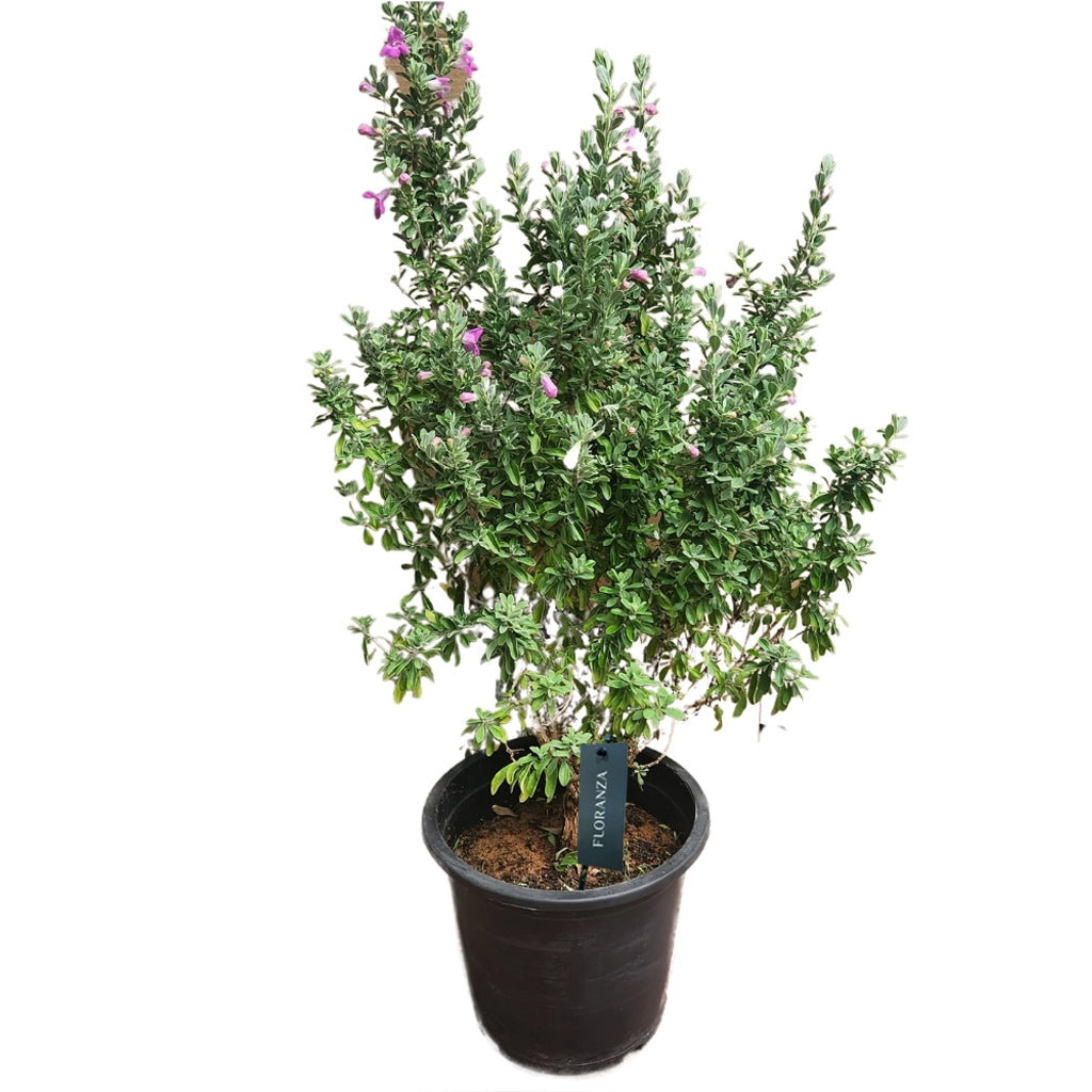Leucophyllum- Texas Sage