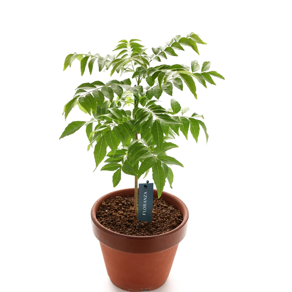 Curry leaves-Murraya koenigii