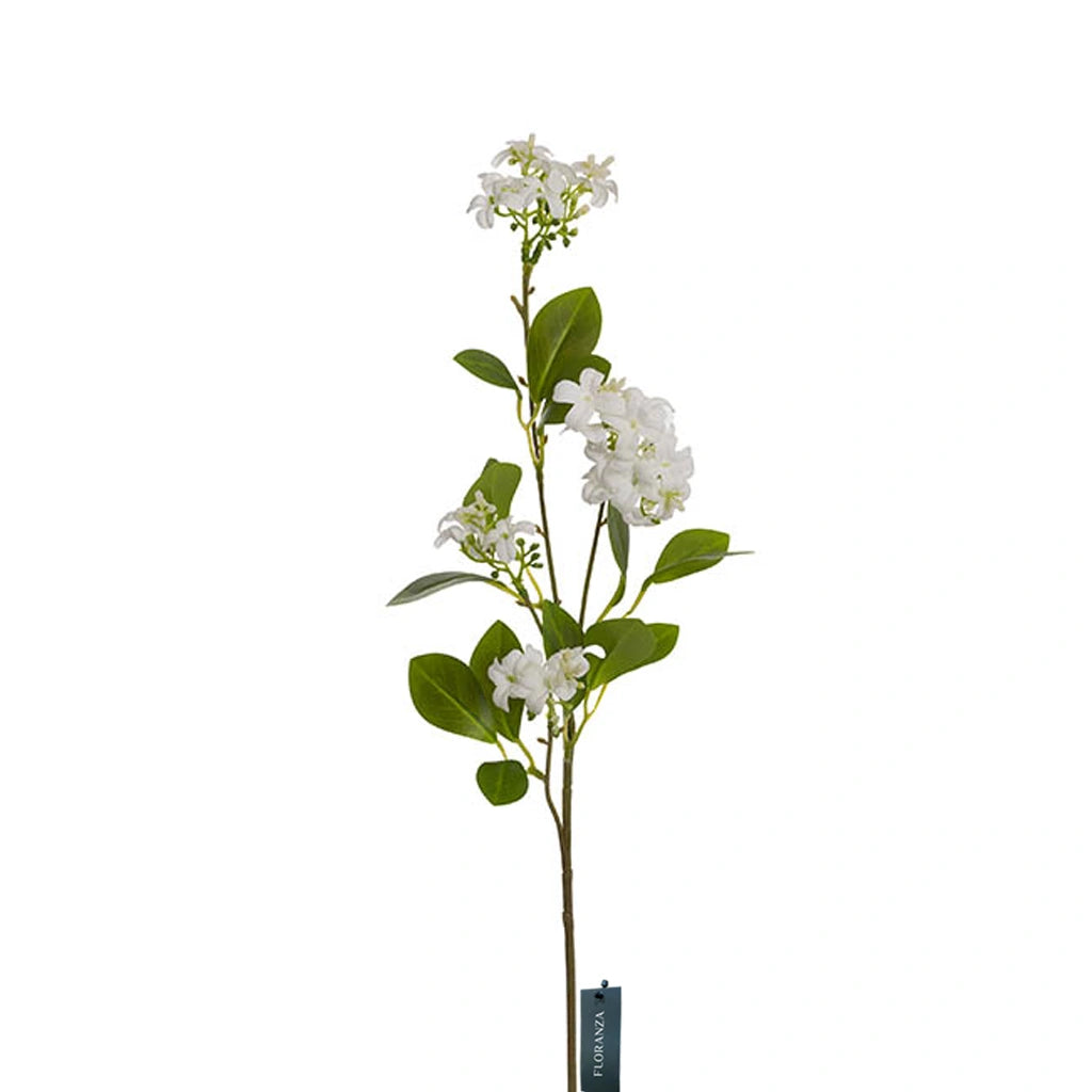 Murraya Paniculata- Orange jasmine- Mock orange
