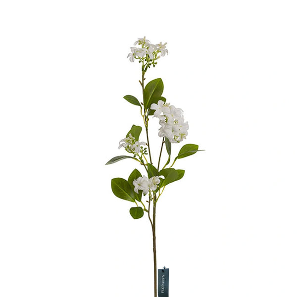 Murraya Paniculata- Orange jasmine- Mock orange - FLORANZA