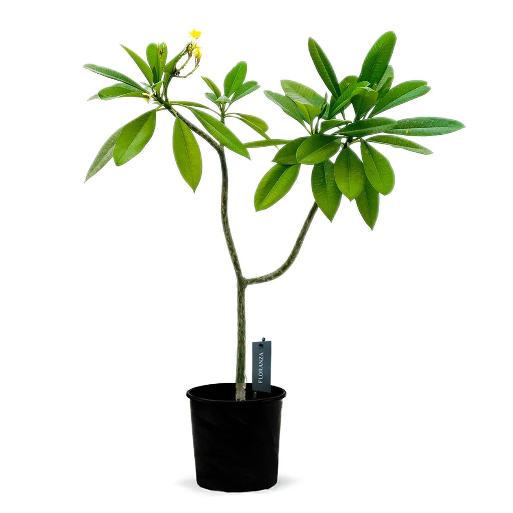 Plumeria-Frangipani