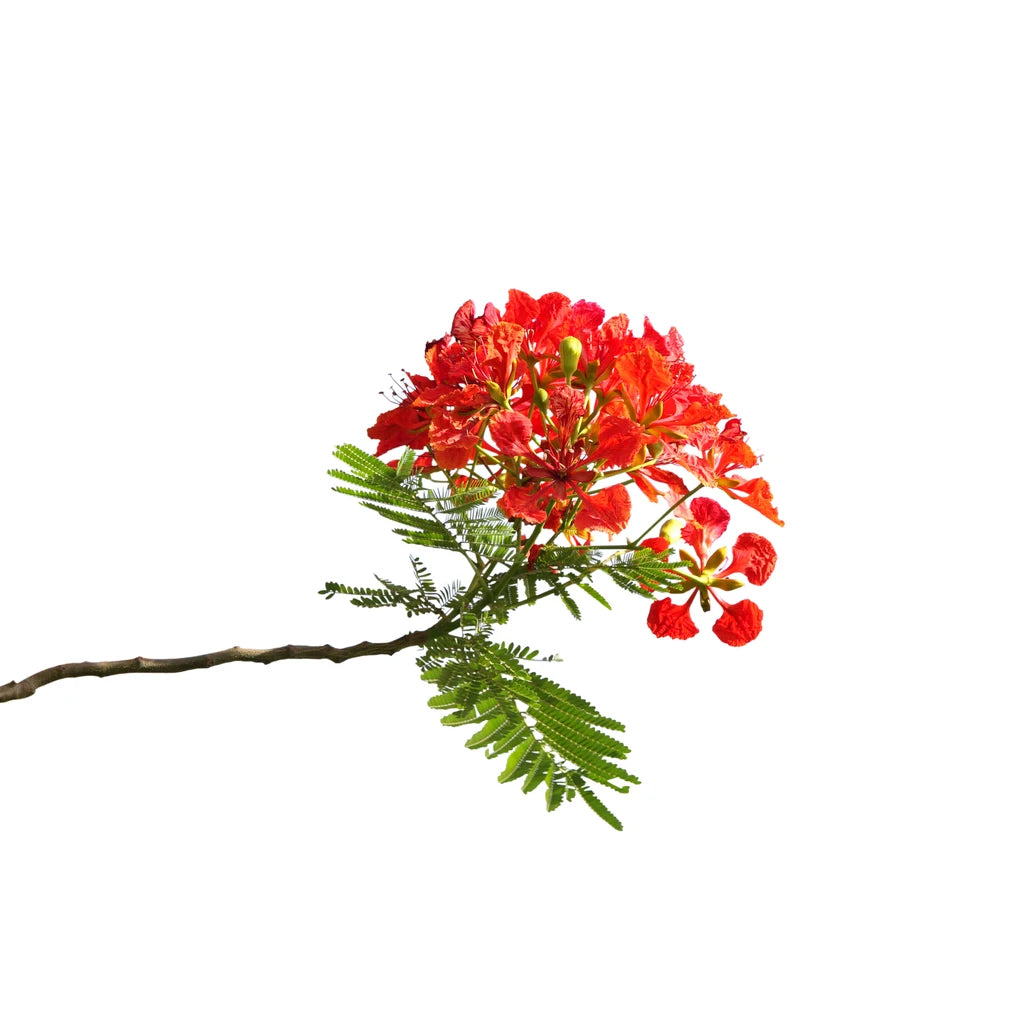 Delonix Regia- Royal Poinciana